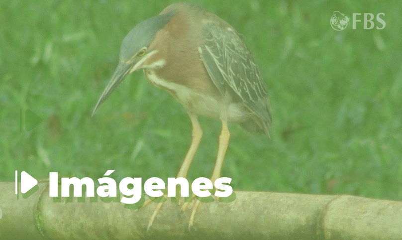 Recopilatorio Imágenes